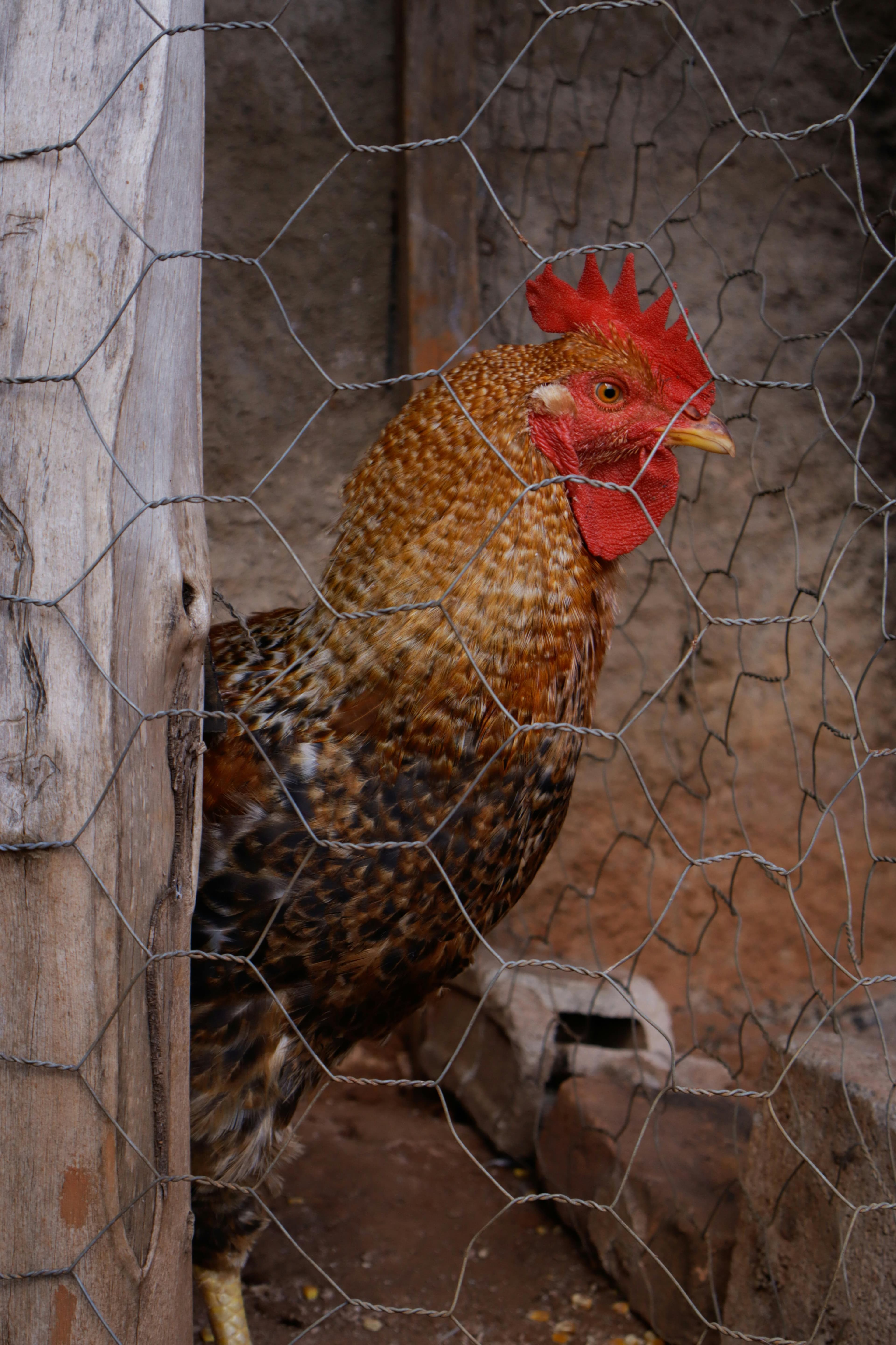 Gallinero grande tipo caseta rural con corral amplio