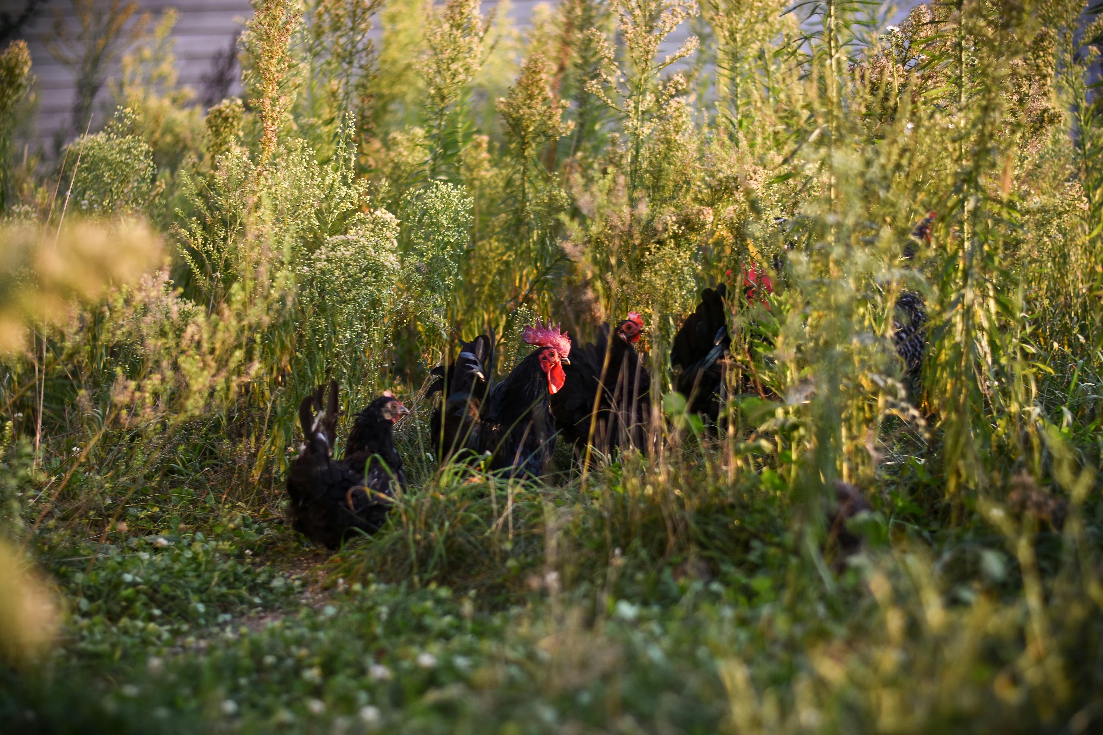 Gallinero mediano de madera con varios nidales y puerta automática