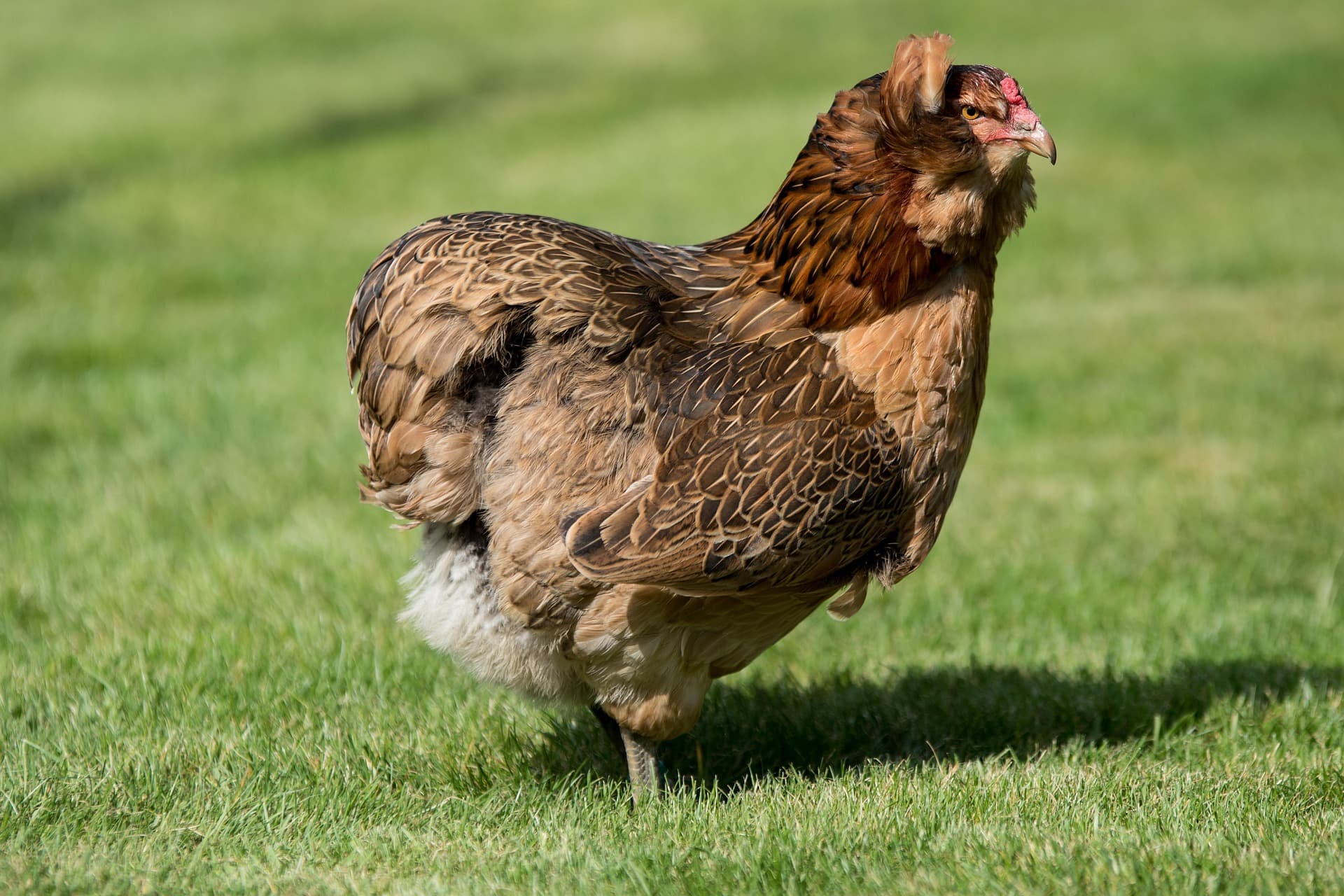 Galería Araucana 1