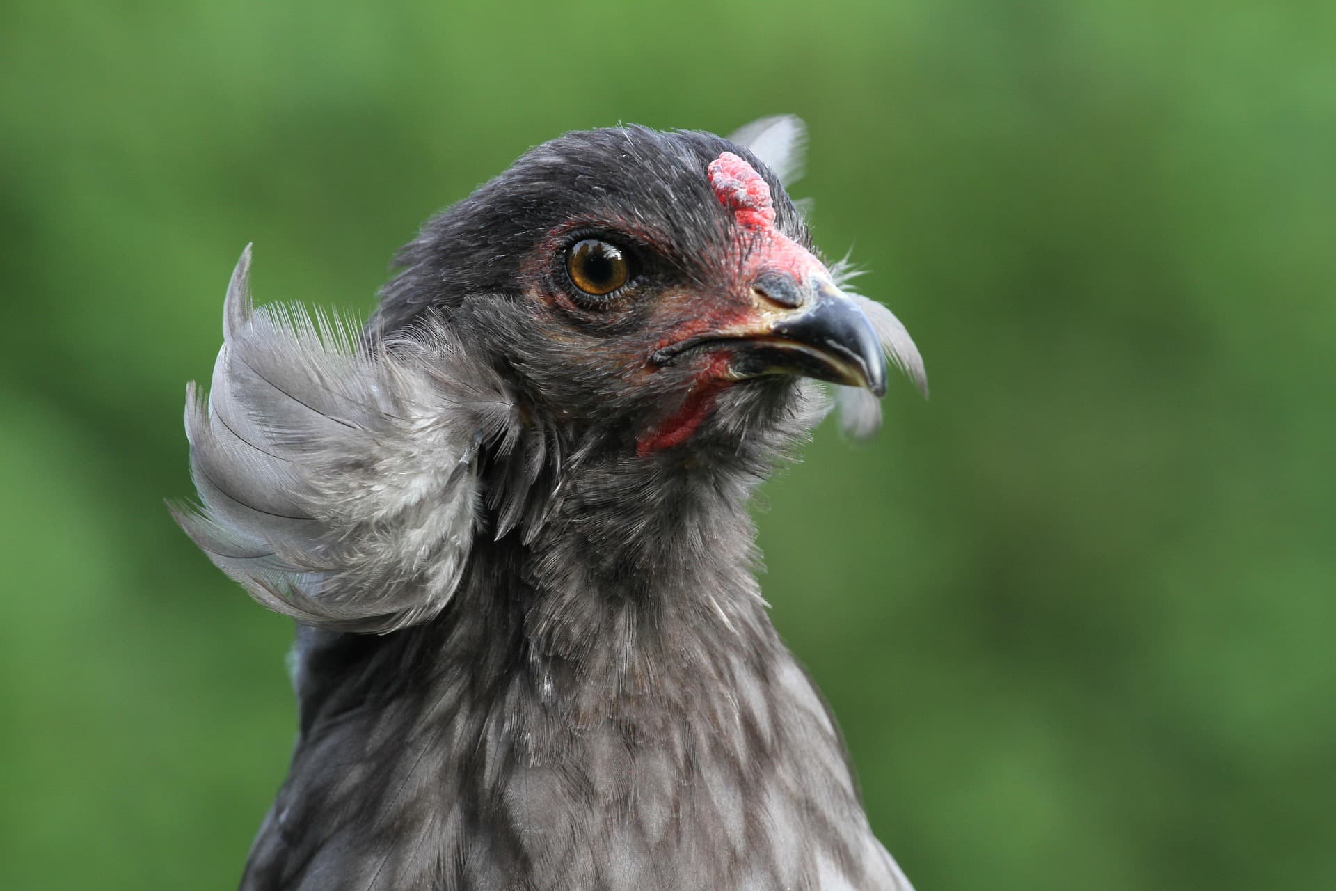 Galería Araucana 3