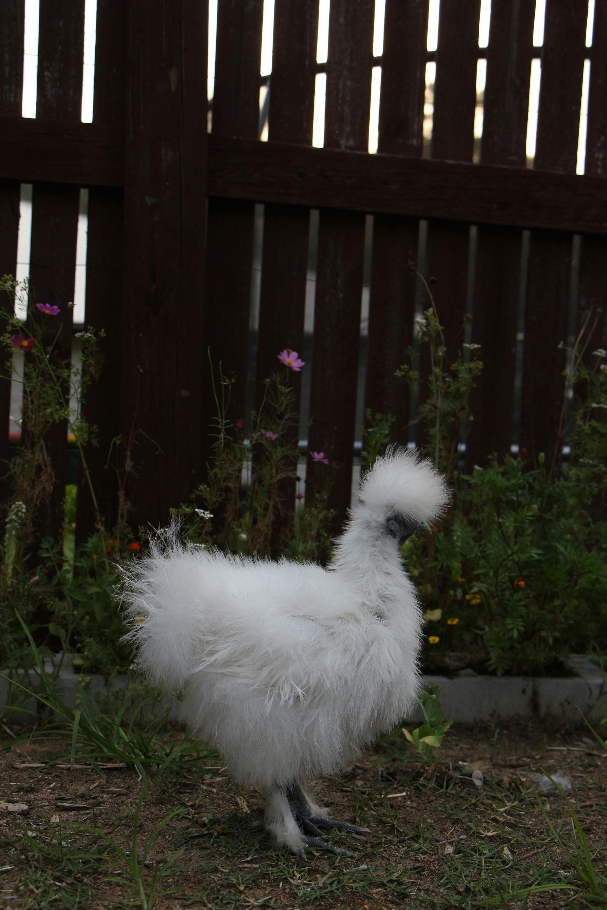Sedosa de Japón (Silkie)