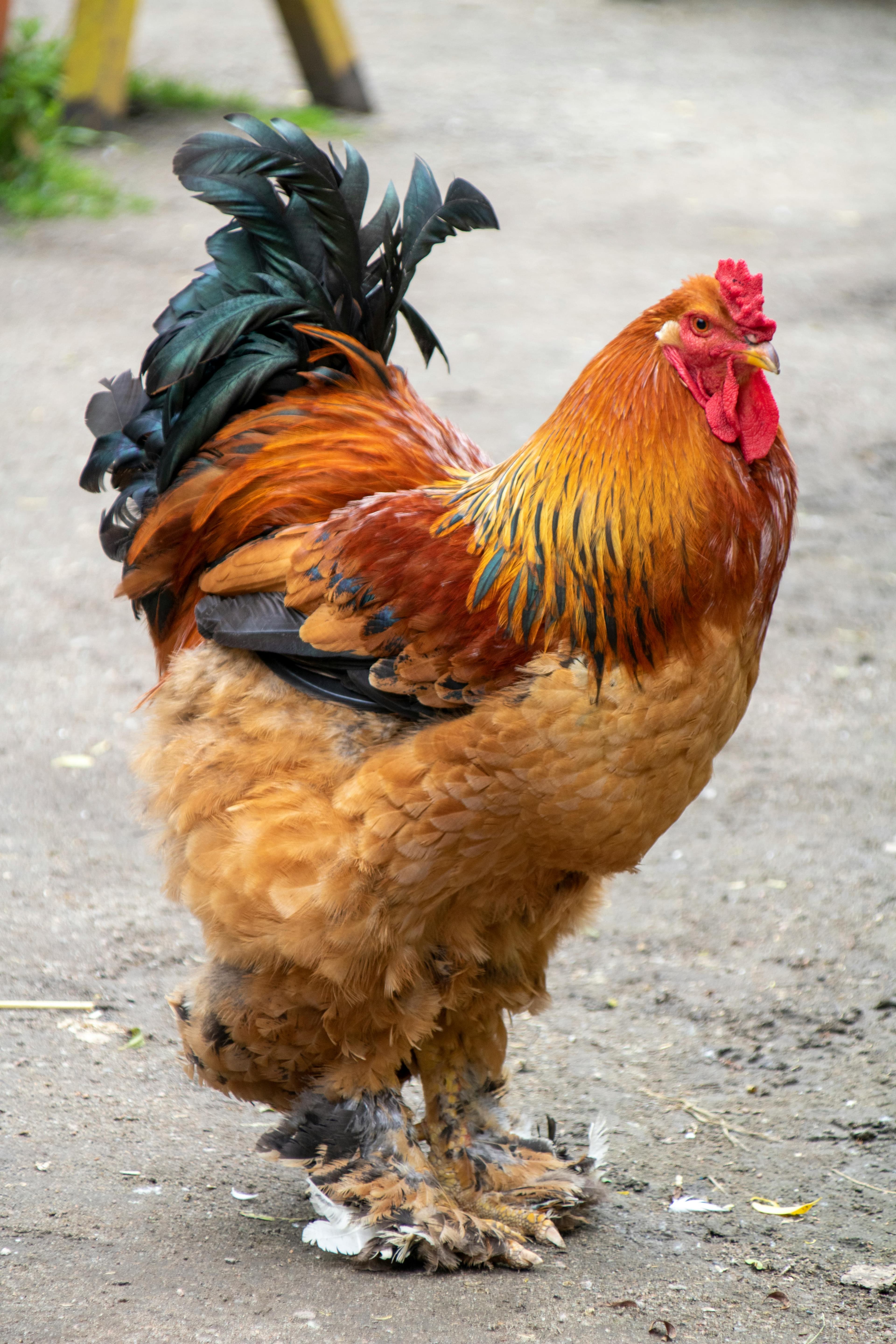 Gallina de raza Brahma