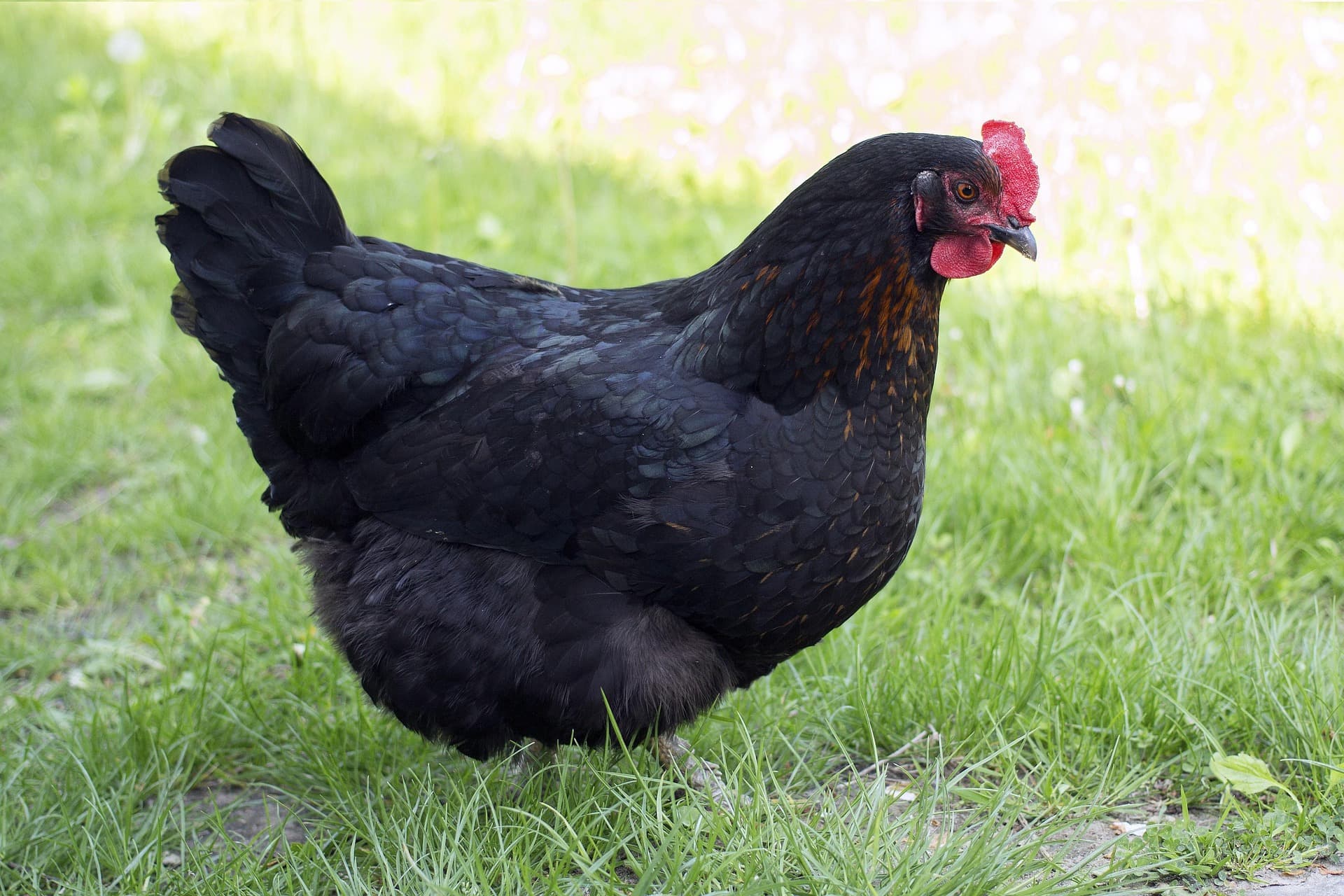 Marans