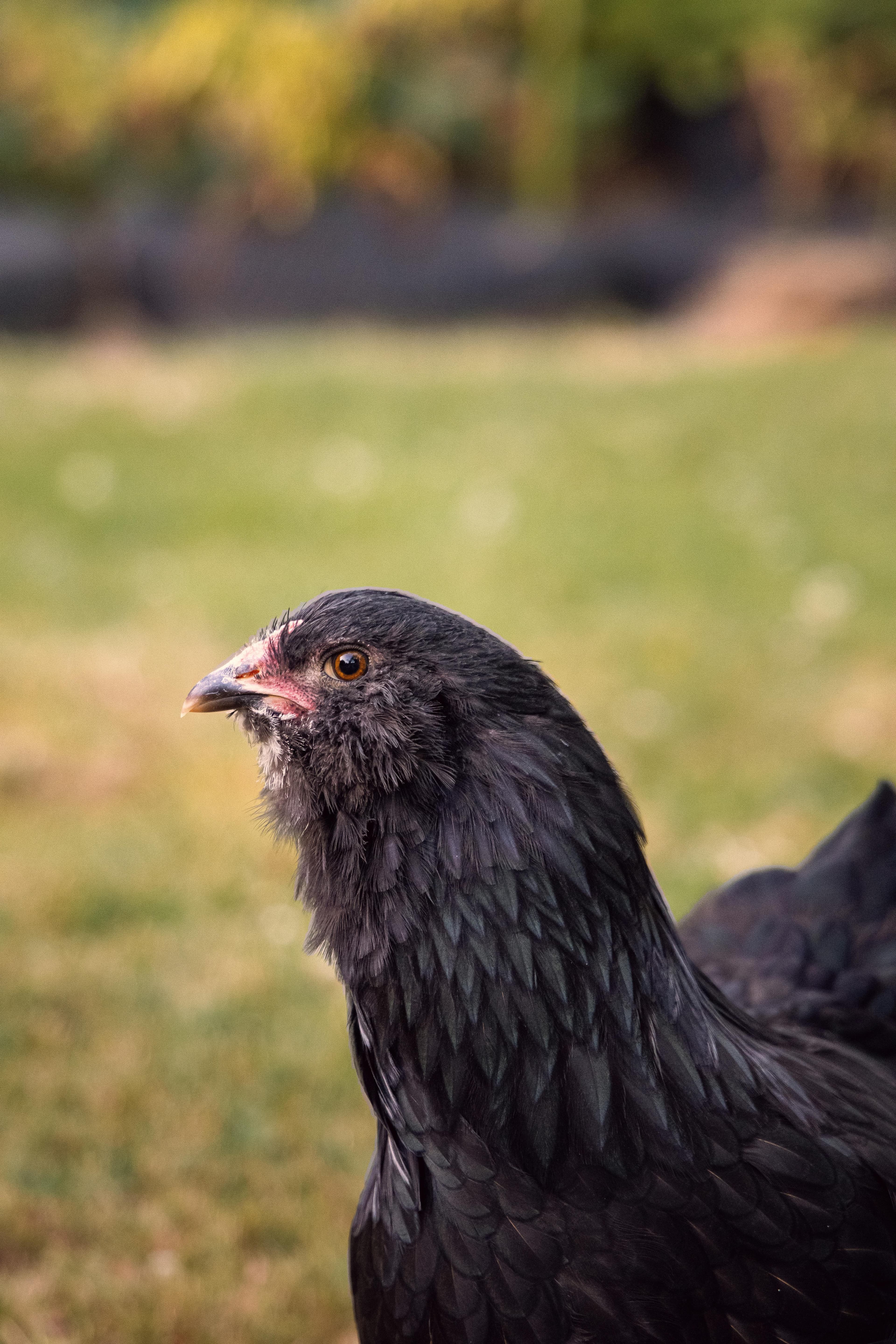 Gallina de raza Olive Egger