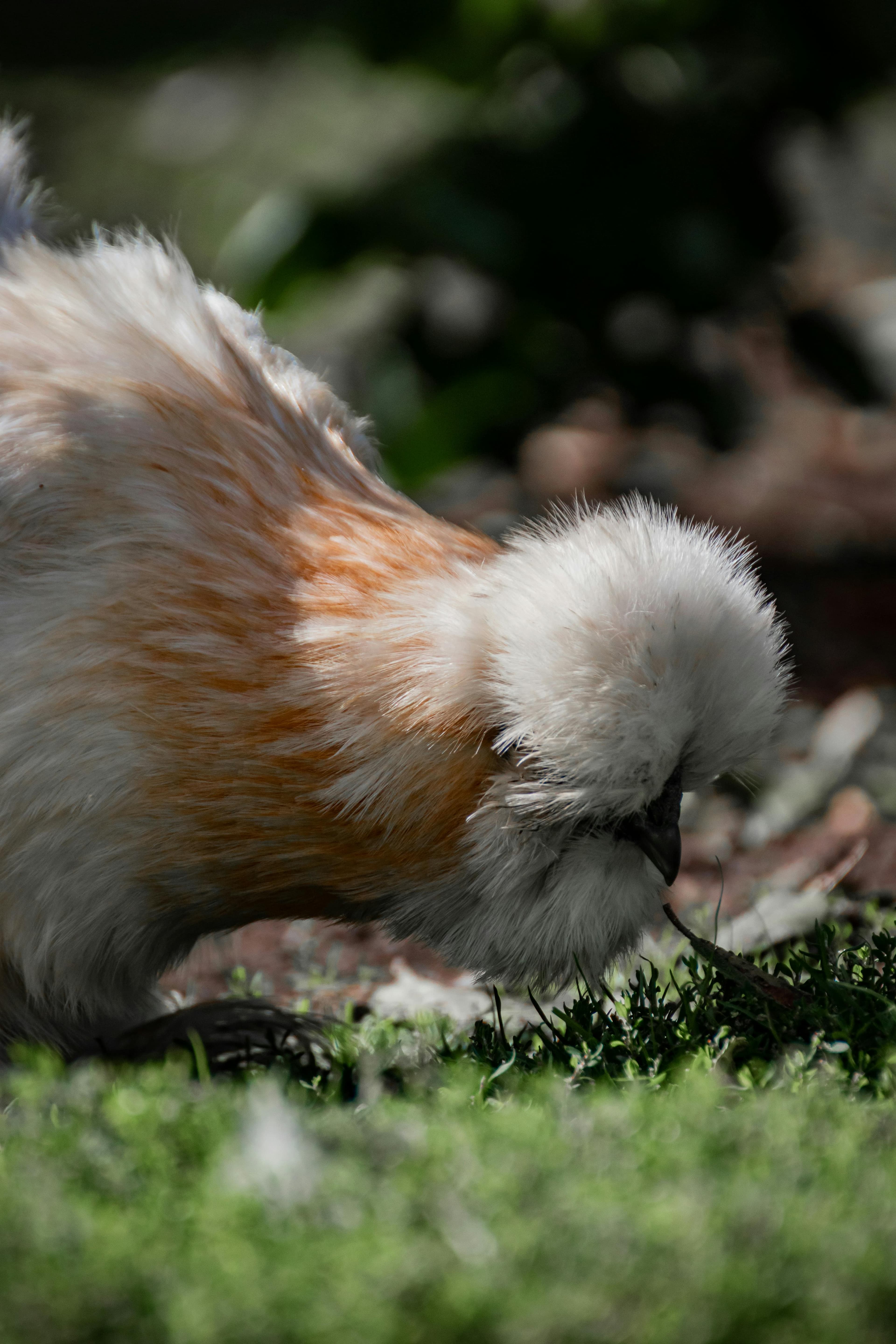 Galería Sedosa de Japón (Silkie) 1